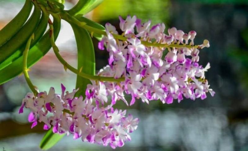 ảnh hướng dẫn ánh sáng cho lan hải yên
