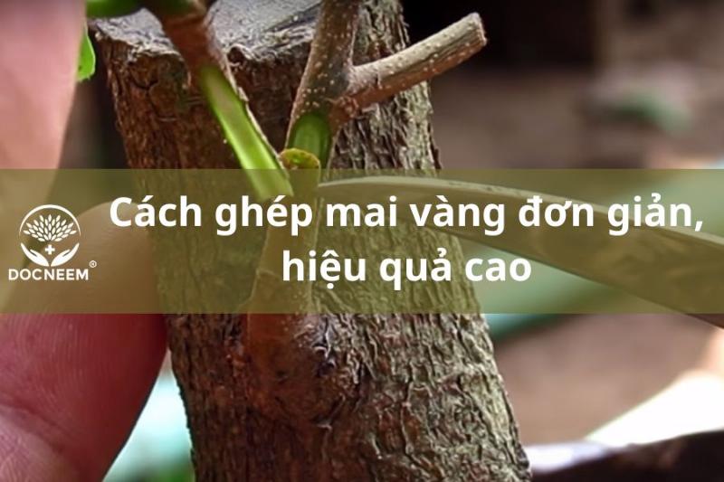 huong-dan-chi-tiet-cac-buoc-ghep-mai-vang-cho-nguoi-moi-bat-dau
