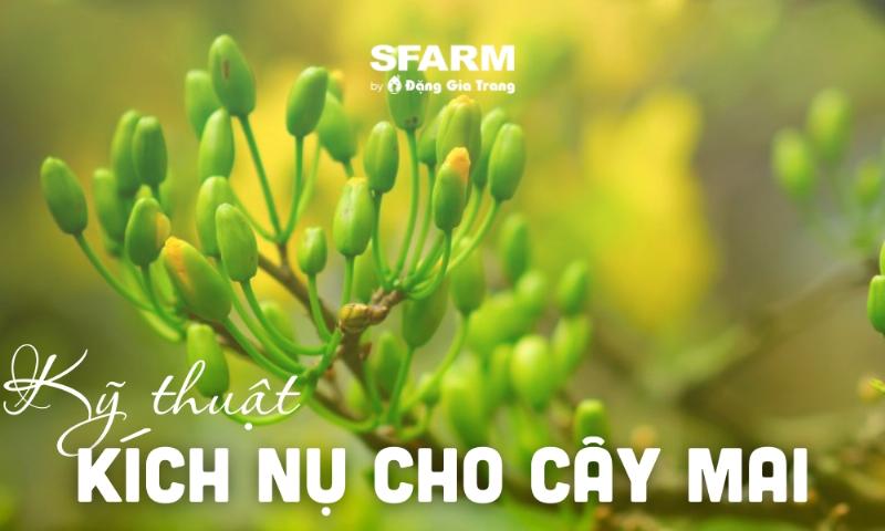 huong-dan-tuoi-nuoc-cho-cay-mai-de-no-hoa-dep