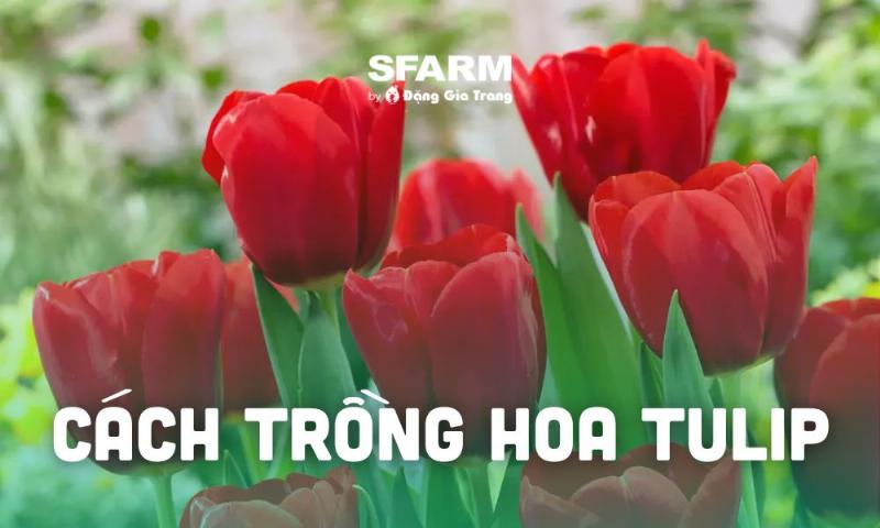 huong-dan-trong-hoa-tulip-hieu-qua-de-no-hoa-dep