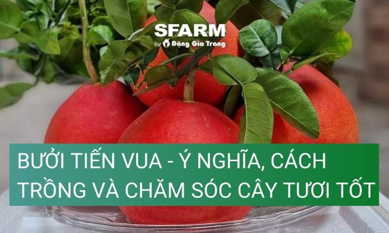 Chăm sóc bưởi tiến vua hiệu quả: Hướng dẫn chi tiết từng bước