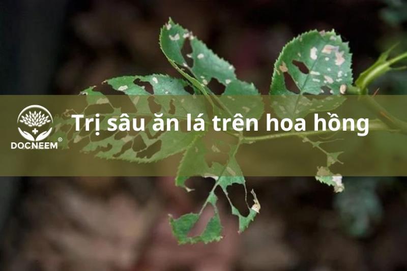 cach-cham-soc-hoa-hong-de-phong-ngua-sau-an-la