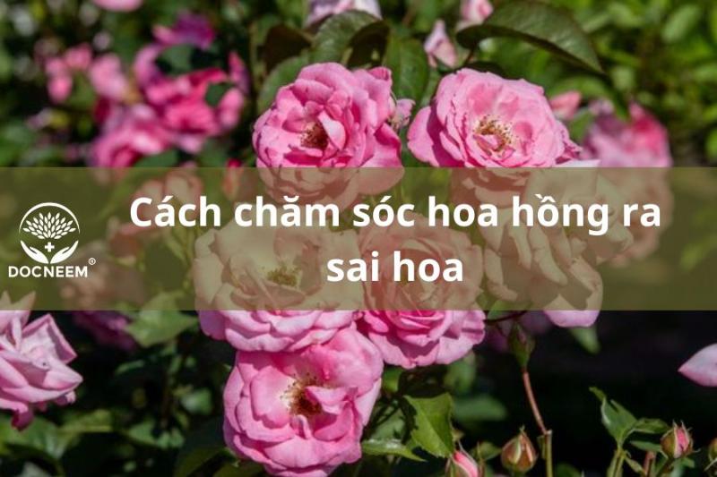 bi-quyet-cham-soc-hoa-tulip-de-no-hoa-som-hon