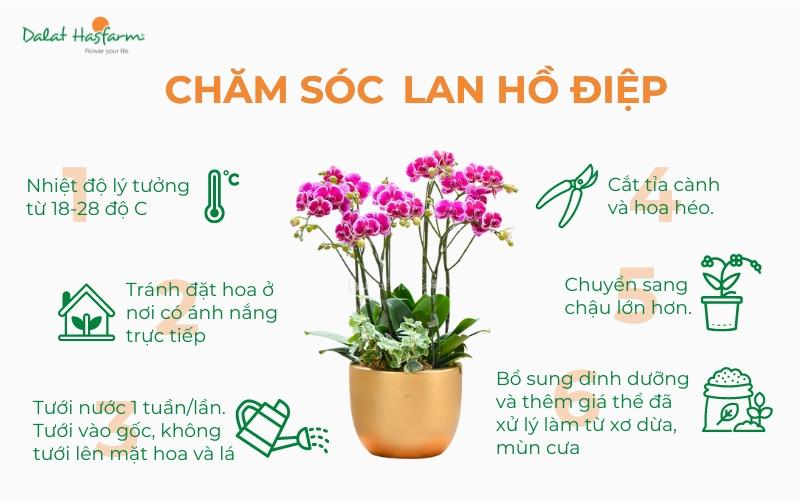 huong-dan-cham-soc-lan-ho-diep-con