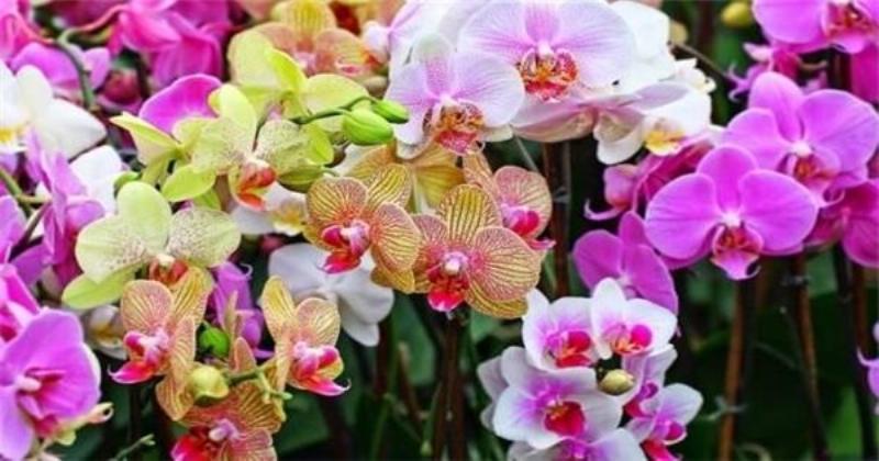 Áp dụng các kỹ thuật chăm sóc hoa lan hồ điệp đúng cách để phòng tránh bệnh thối lá hiệu quả.