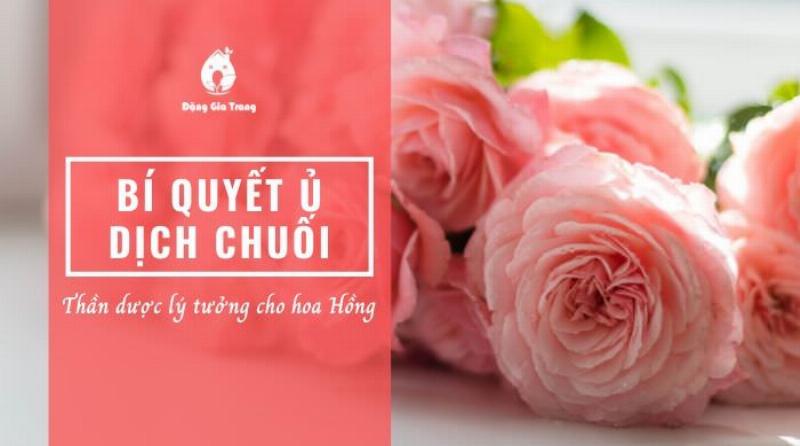 loi-ich-cua-viec-tuoi-dich-chuoi-cho-hoa-hong