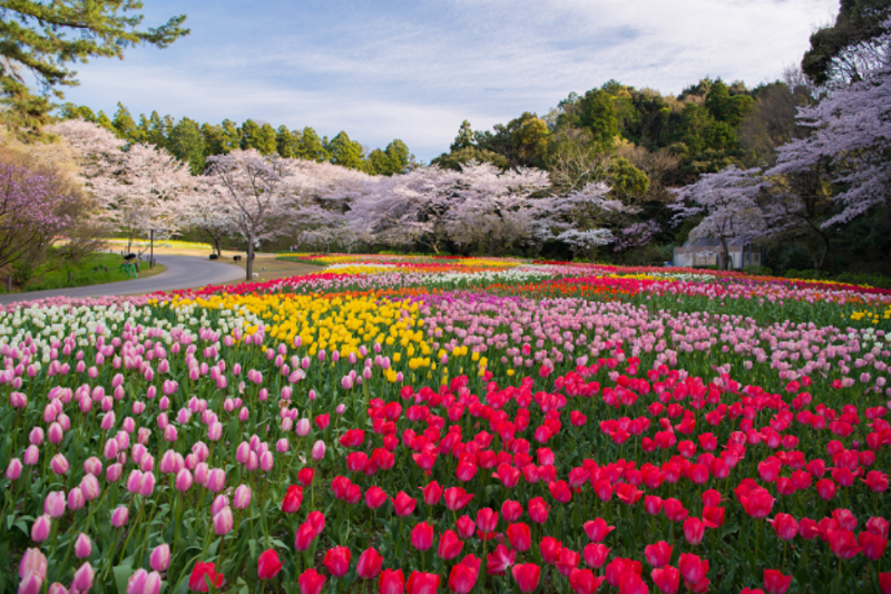 nhung-bong-hoa-tulip-dep-no-ro-trong-vuon