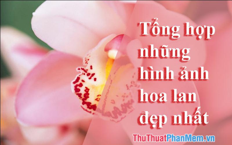 Lan rừng - biểu tượng của vẻ đẹp Việt Nam