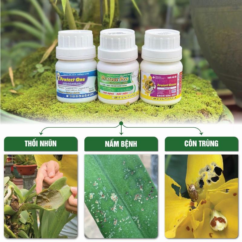 Phân biệt các loại bệnh thối trên hoa lan hồ điệp giúp lựa chọn phương pháp điều trị phù hợp.