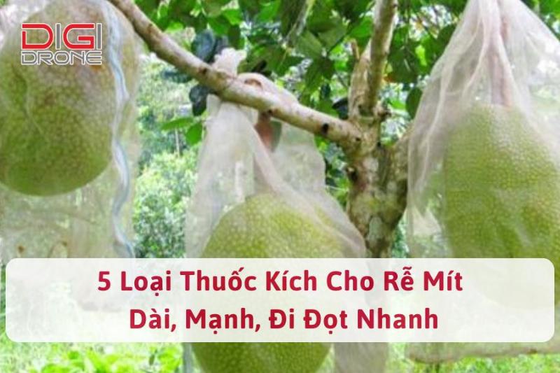 he-thong-re-khoe-manh-cua-cay-mit-dau-hieu-nhan-biet