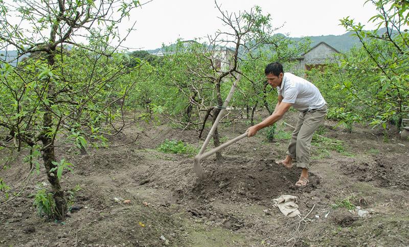 Phòng trừ sâu bệnh cho cây đào sau Tết