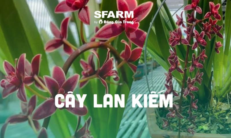Phòng trừ sâu bệnh cho lan kiếm vàng