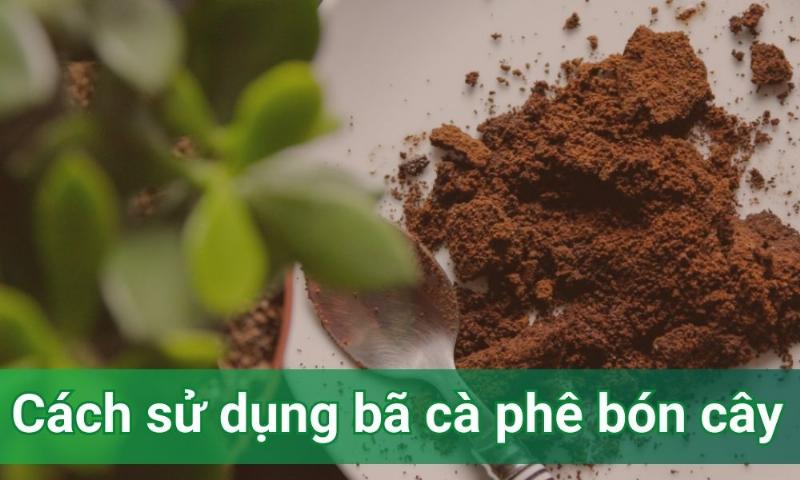 Hướng dẫn cách sử dụng bã cà phê hiệu quả cho cây trồng
