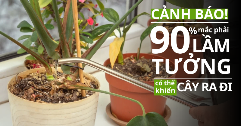 Một người đang kiểm tra độ ẩm đất của cây lưỡi hổ bằng ngón tay trước khi tưới nước.