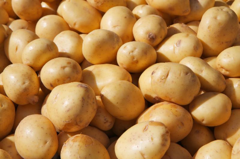 Các phương pháp bảo quản cà rốt sau thu hoạch không cần tủ lạnh, như vùi trong cát khô hoặc lưu trữ trong hầm lạnh truyền thống.