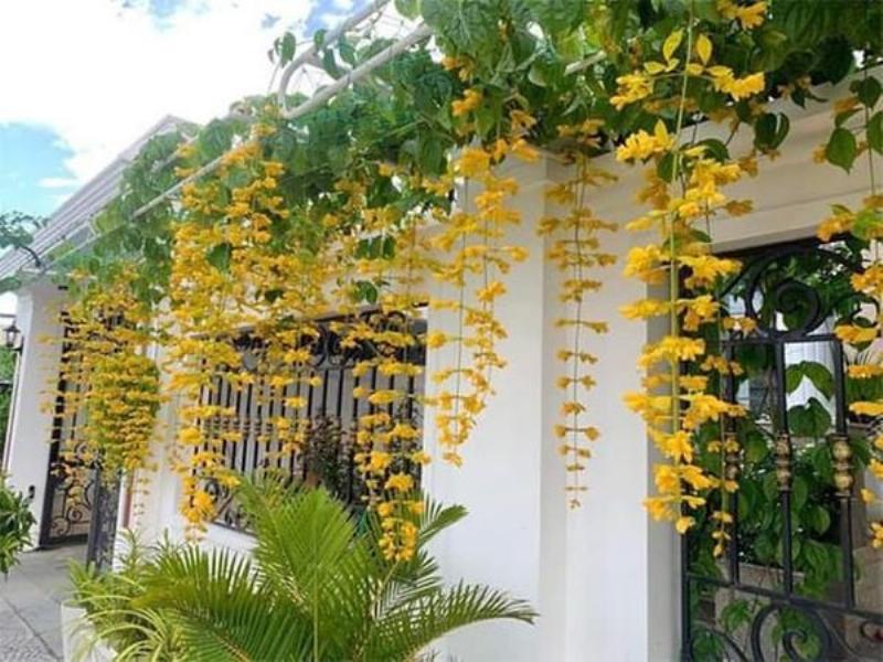 Hình ảnh bộ rễ lan càng cua trắng, khỏe mạnh phát triển trong giá thể tơi xốp