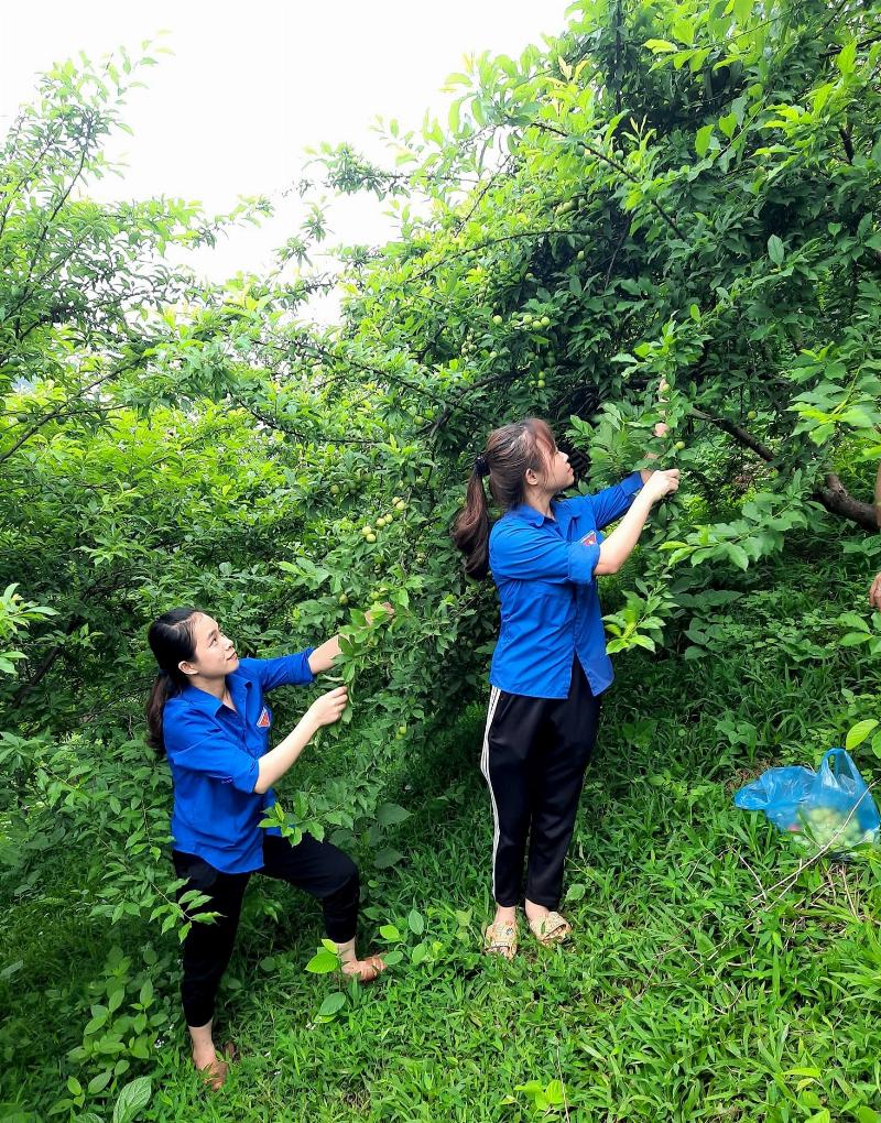 Người nông dân bón phân và tưới nước cho cây cam trưởng thành đang sai quả, minh họa kỹ thuật chăm sóc cam.