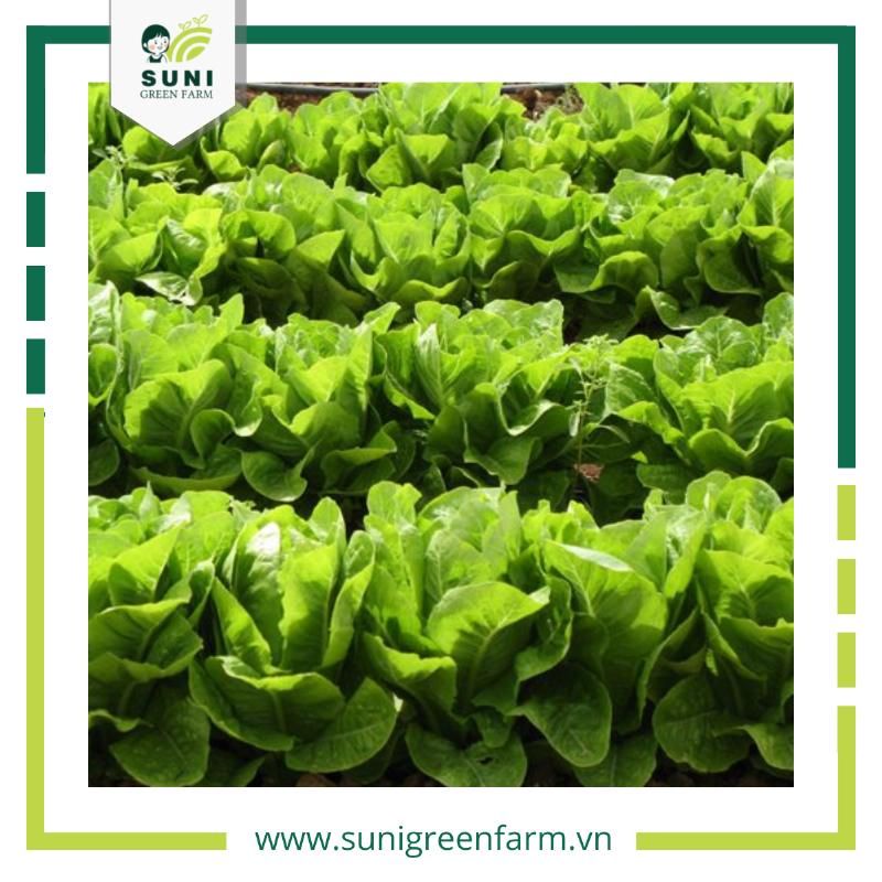 Các bước cơ bản để làm giá thể ươm hạt giống tại nhà, từ chuẩn bị nguyên liệu đến trộn và kiểm tra độ ẩm