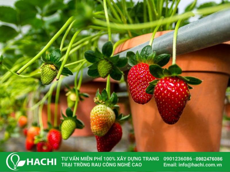 Hướng dẫn từng bước thực hiện cách trồng dâu tây tại nhà đơn giản và hiệu quả