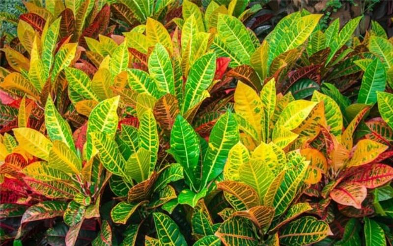 Hình ảnh minh họa các loại cây cảnh đẹp, hoa lá sặc sỡ nên trồng trước cửa nhà.