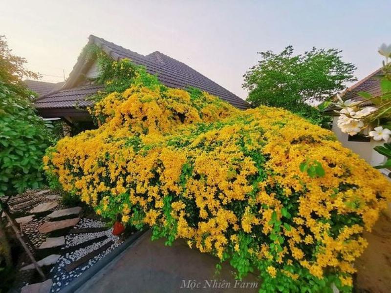 Minh họa các loại giàn cây leo làm từ gỗ, kim loại và tre, phù hợp với nhiều không gian.