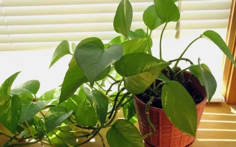 Các loại cây trầu bà phổ biến thích hợp trồng trong nhà bao gồm trầu bà vàng, xanh, cẩm thạch, neon, bạc