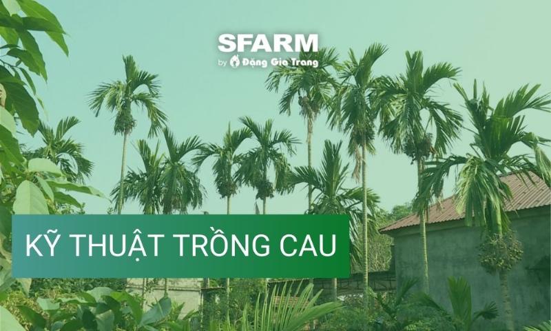 Hướng dẫn cách bón phân và tưới nước cho cây cau kiểng đúng kỹ thuật tại nhà