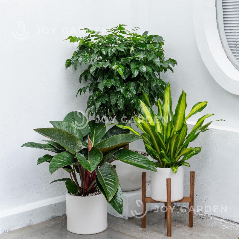 Rễ cây hạnh phúc mọc dày đặc dưới đáy chậu, cần thay chậu mới lớn hơn