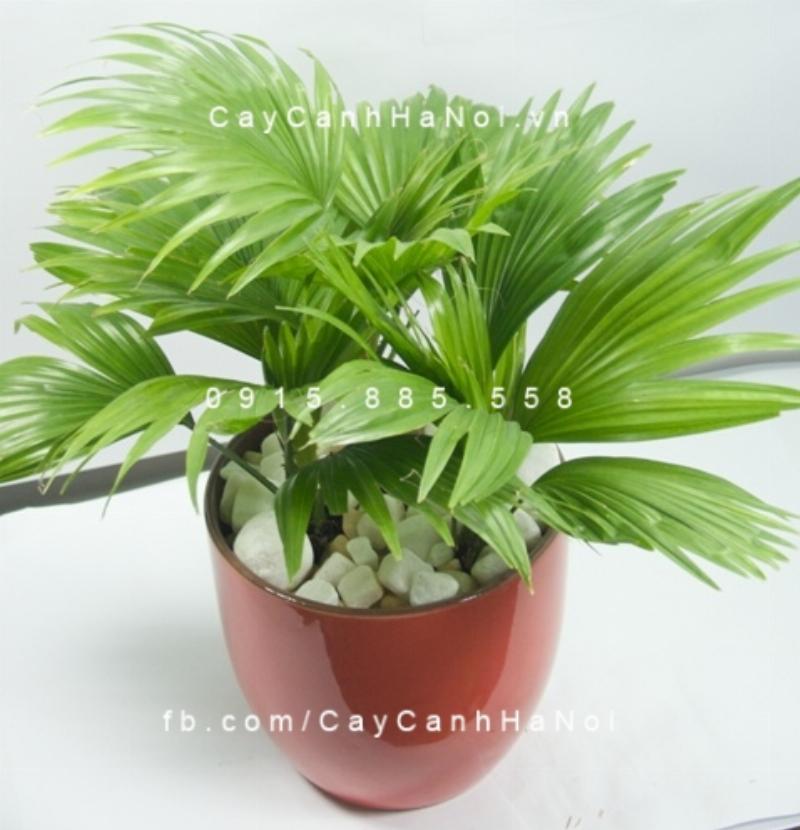 Hướng dẫn chăm sóc, tưới nước và thay chậu cho cây cọ nhật