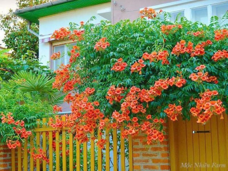 Người đang kiểm tra độ ẩm đất và tỉa lá cho cây trúc quân tử trên ban công, khung cảnh ban công hiện đại, xanh mát