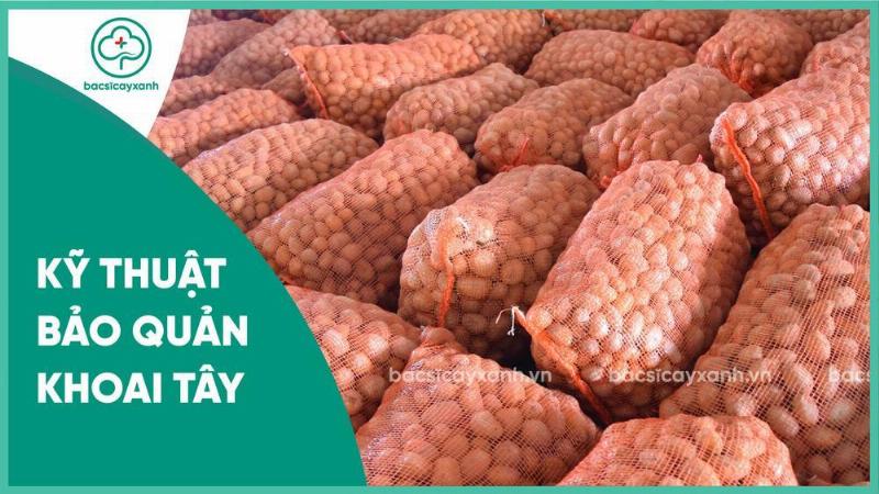 Sử dụng bao tải hoặc túi lưới để bảo quản khoai tây sau thu hoạch