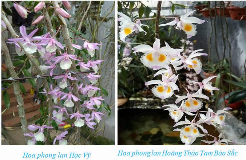 Chia tách gốc lan phi điệp: Kỹ thuật nhân giống hiệu quả cho bụi lan to