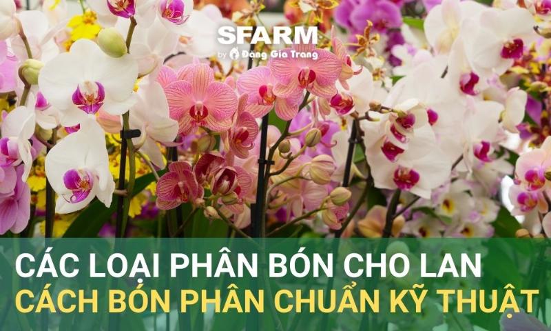 Cách pha phan kich thich cho lan ra hoa đúng tỉ lệ, tránh cháy rễ lan