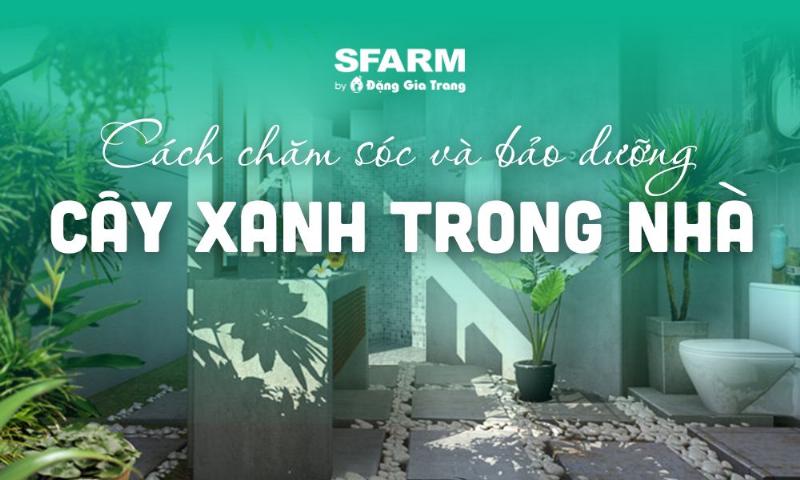 Các bước trộn đất trồng hoa ly đúng cách tại nhà để đảm bảo độ tơi xốp và dinh dưỡng.