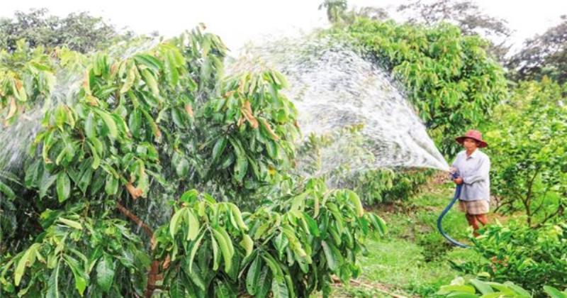 Hình ảnh tưới nước vào gốc cây cà chua non bằng bình tưới
