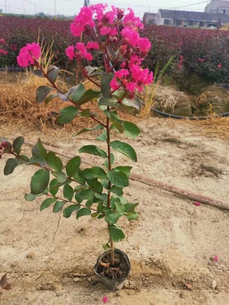 Ngắm nhìn vẻ đẹp tinh tế, mong manh của từng bông hoa tường vi tím li ti