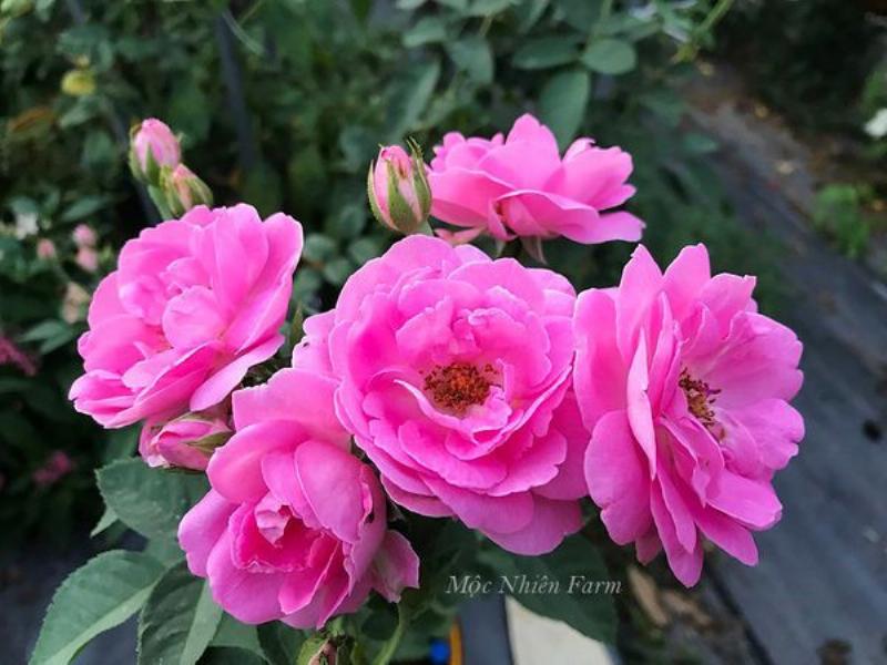 Cành chiết hoa hồng được cắm trong giá thể ẩm, tạo môi trường ra rễ lý tưởng.