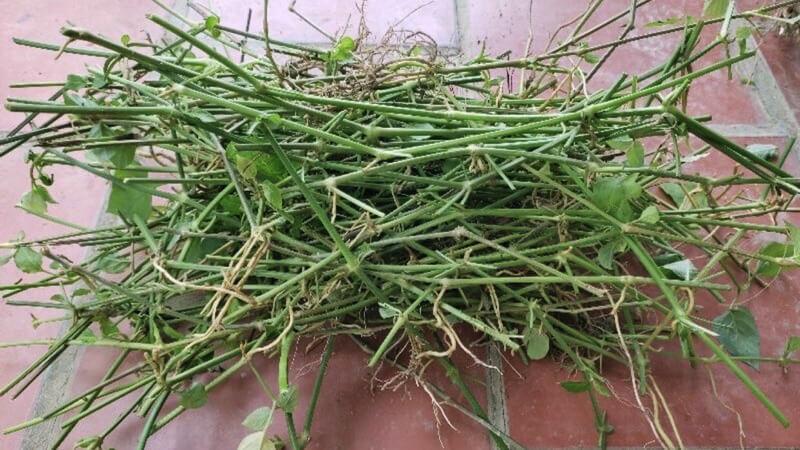 Cành cây trường sinh bánh tẻ khỏe mạnh sẵn sàng để trồng nước giúp ra rễ nhanh chóng.