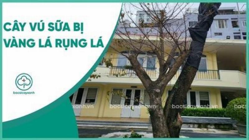 Cây bị vàng lá (chlorosis) do thiếu sắt trên đất kiềm