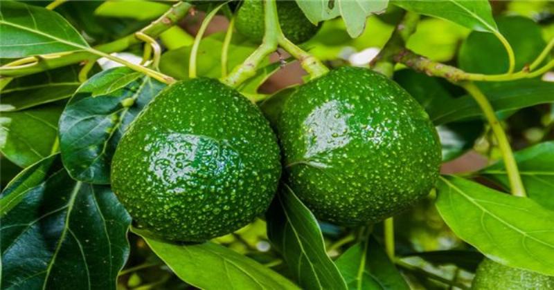 Cây bơ con phát triển tốt sau khi trồng từ hạt, chăm sóc cây bơ non