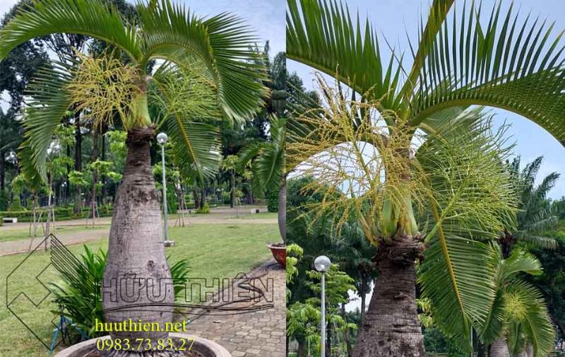 Hình ảnh cây cau kiểng xanh tốt, tạo cảnh quan đẹp cho sân vườn