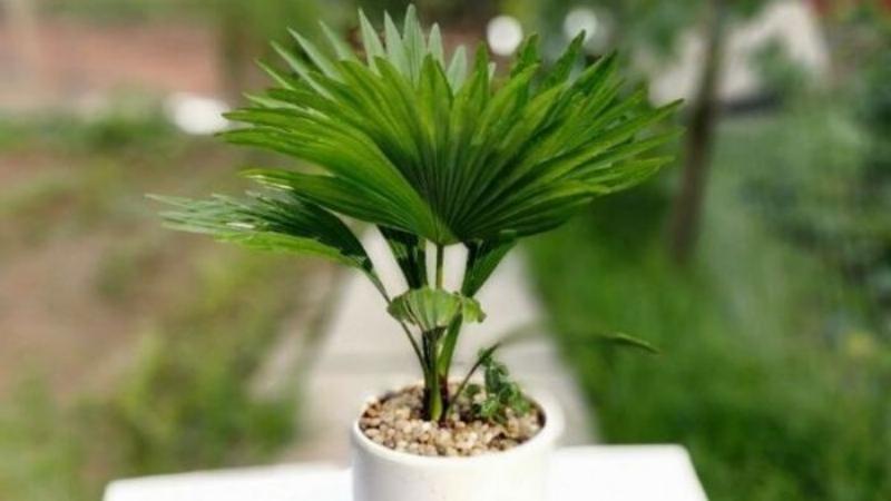 Hình ảnh cây cọ nhật với lá xanh xòe quạt, thân cột nhỏ gọn