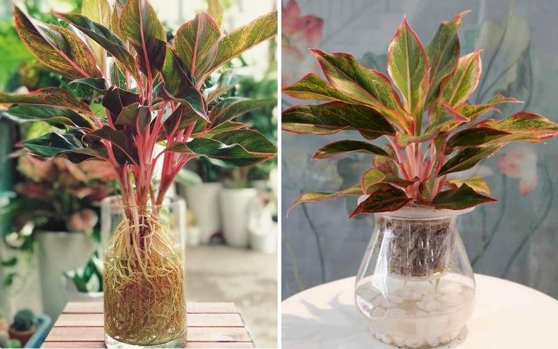 Cây phát tài thủy sinh xanh tốt trong bình kính trang trí nhà cửa mang lại may mắn