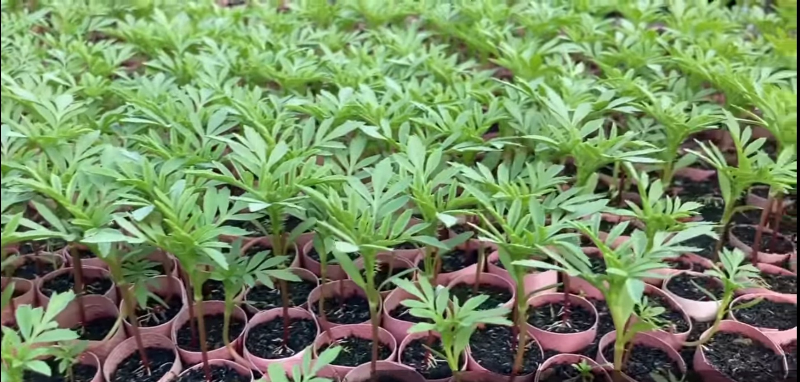 Một nhóm cây sao nhái con khỏe mạnh đang phát triển trong khay ươm hoặc chậu nhỏ, với vài cặp lá thật, thể hiện giai đoạn đầu của quá trình trồng trọt.