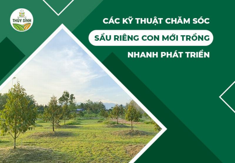 Cây sầu riêng con mới trồng đang phát triển khỏe mạnh nhờ áp dụng quy cách trồng