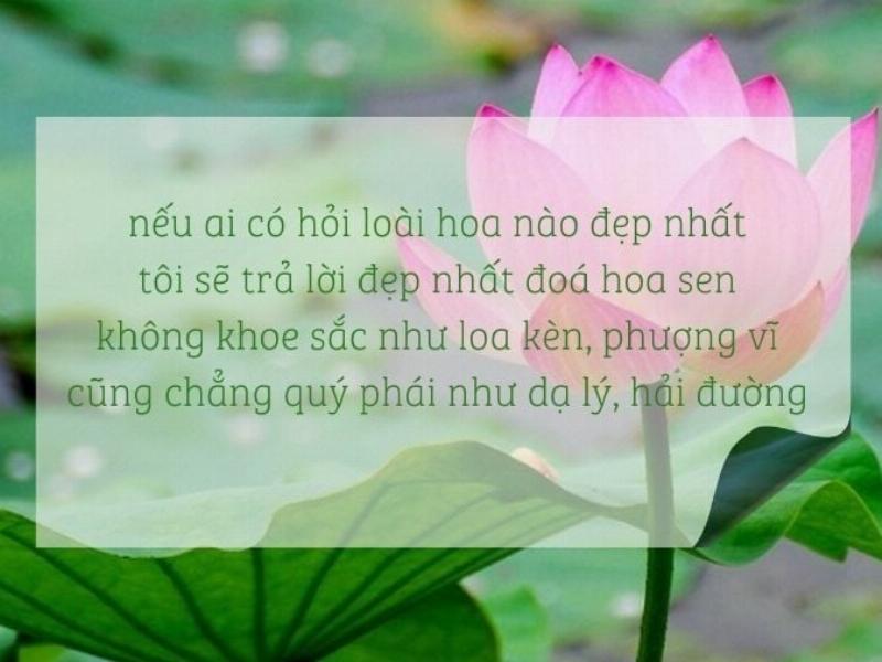 Hinh anh cay thanh mai chin mong tren canh la xanh tuoi duoi anh nang mat troi