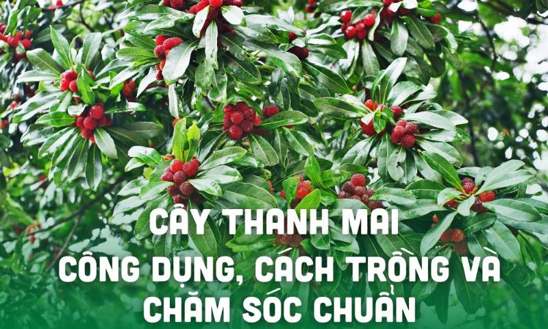 Cay thanh mai nho trong chau dat dat tren san vuon nha voi hoa hoac qua nho li ti