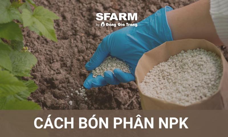 Kết quả bón thúc phân NPK đúng loại và đúng thời điểm giúp cây xanh tốt và sai quả