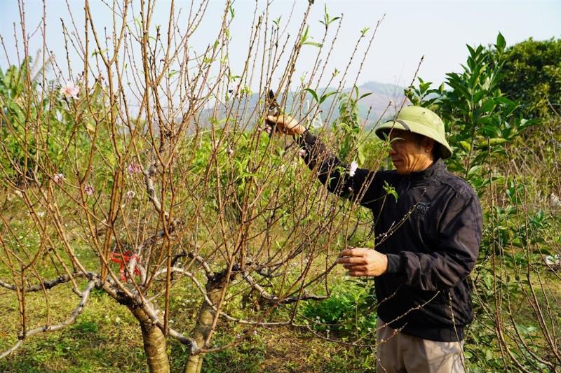 Một người đang tỉa cành cho cây Mai Anh Đào Việt Nam trong vườn nhà, tập trung vào kỹ thuật chăm sóc cây.