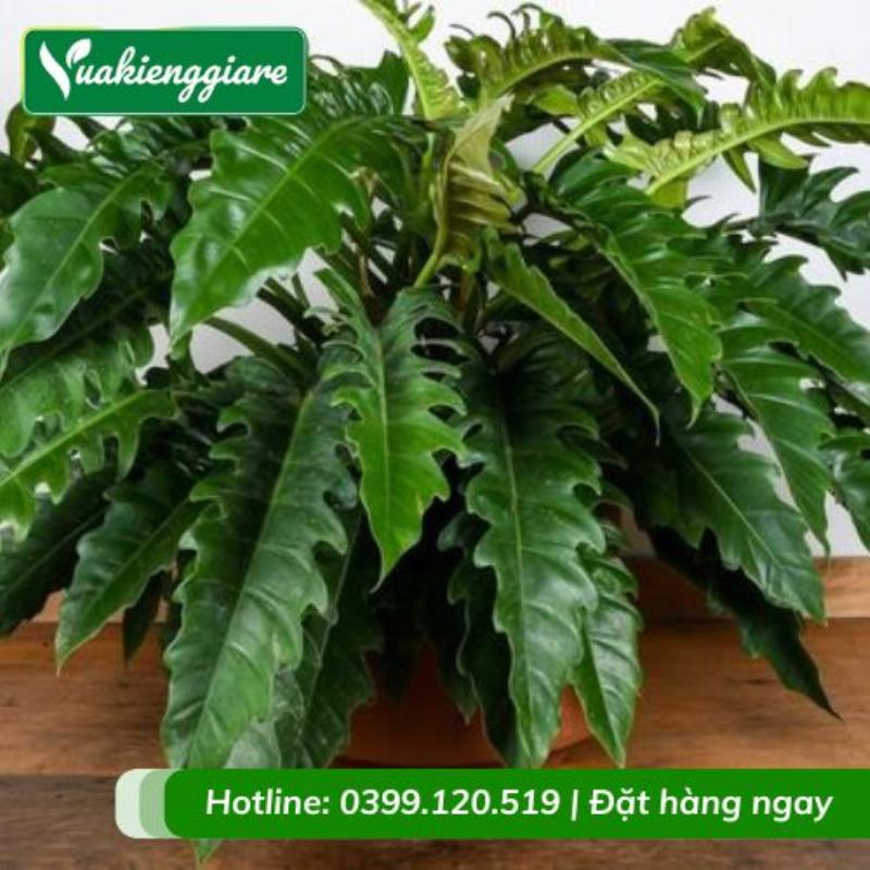 Bí quyết chăm sóc cây trầu bà trong nhà bao gồm tưới nước đúng cách, cung cấp ánh sáng gián tiếp và bón phân định kỳ